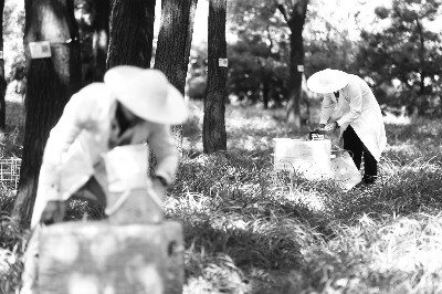 法制晚报讯 不浇水、不施肥、不打药的苔草，如今已陆续出现在本市公园的草坪内。《法制晚报》从北京市公园管理中心获悉，包括“三不草”在内的一批乡土植物，已经在市属公园率先推广。